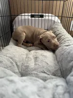 Chase, a male American Bully and American Pit Bull Terrier for sale in San Jose, CA – 3 of 5