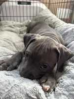 Clark, a male American Bully and American Pit Bull Terrier for sale in San Jose, CA – 1 of 3