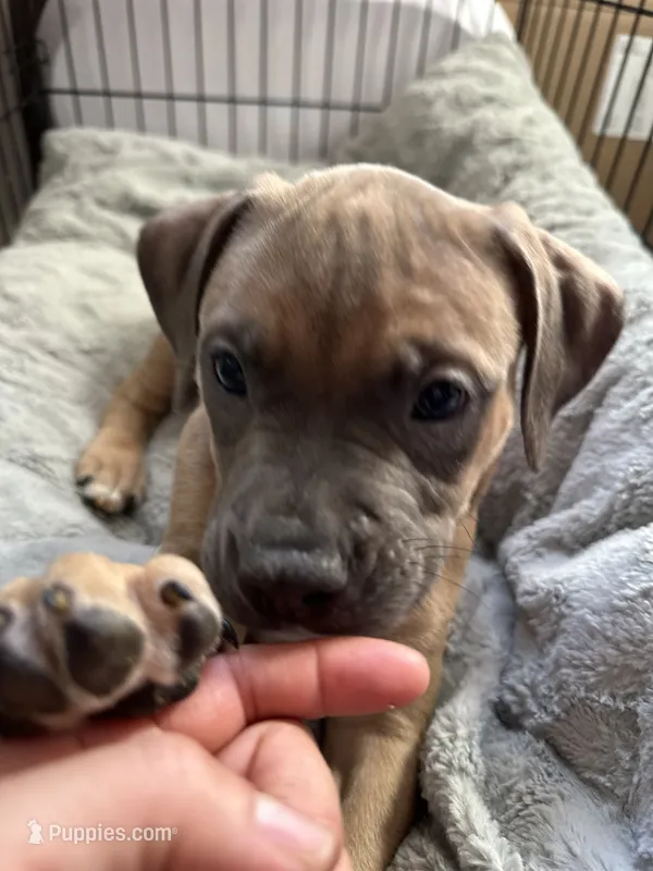 Blue – American Bully, American Pit Bull Terrier puppy for sale in San Jose, CA