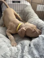 Blondie, a female American Bully and American Pit Bull Terrier for sale in San Jose, CA – 7 of 10