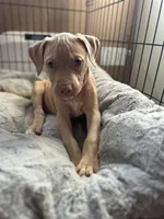 Blondie, a female American Bully and American Pit Bull Terrier for sale in San Jose, CA – 8 of 10