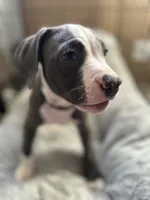 Blackberry , a female American Bully and American Pit Bull Terrier for sale in San Jose, CA – 4 of 9
