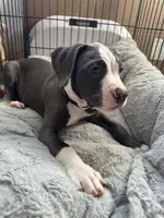 Blackberry , a female American Bully and American Pit Bull Terrier for sale in San Jose, CA – 9 of 9