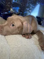 Chase, a male American Bully and American Pit Bull Terrier for sale in San Jose, CA – 2 of 7
