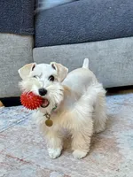 Willow, a female Miniature Schnauzer for sale in Alpharetta, GA – 6 of 7