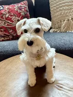Willow, a female Miniature Schnauzer for sale in Alpharetta, GA – 2 of 7