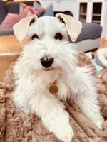 Willow, a female Miniature Schnauzer for sale in Alpharetta, GA – 3 of 7