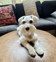 Willow, a female Miniature Schnauzer for sale in Alpharetta, GA – 7 of 7