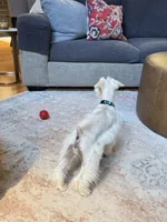 Willow, a female Miniature Schnauzer for sale in Alpharetta, GA – 5 of 7