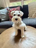 Willow, a female Miniature Schnauzer for sale in Alpharetta, GA – 4 of 7