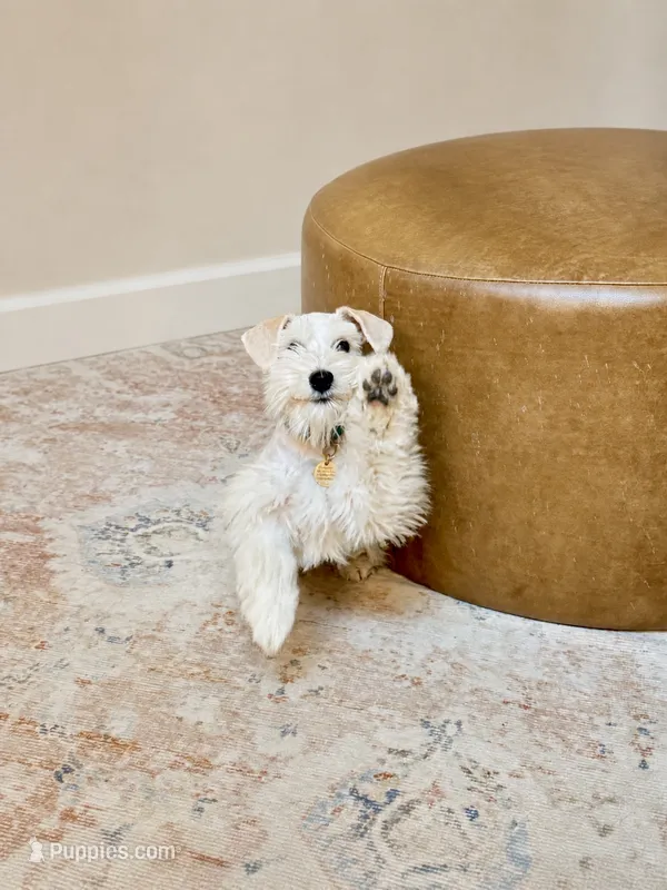 Willow – Miniature Schnauzer puppy for sale in Alpharetta, GA