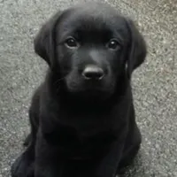 Golden Retriever, a female German Shepherd Dog and Golden Retriever for sale in Everett, WA – Photo 2 of 2