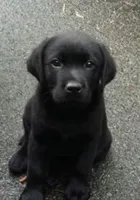 Golden Retriever, a female German Shepherd Dog and Golden Retriever for sale in Everett, WA – Photo 2 of 2