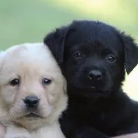 Golden Retriever, a female German Shepherd Dog and Golden Retriever for sale in Everett, WA – Photo 1 of 2