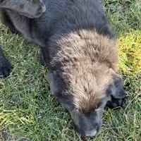 Golden Retriever, a female German Shepherd Dog and Golden Retriever for sale in Everett, WA – Photo 3 of 5