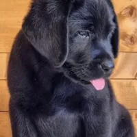 Golden Retriever, a female German Shepherd Dog and Golden Retriever for sale in Everett, WA – Photo 4 of 5