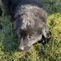 Golden Retriever, a female German Shepherd Dog and Golden Retriever for sale in Everett, WA – Photo 2 of 5