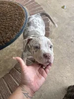 Hammer, a male American Bully for sale in Spotsylvania, VA – 2 of 2