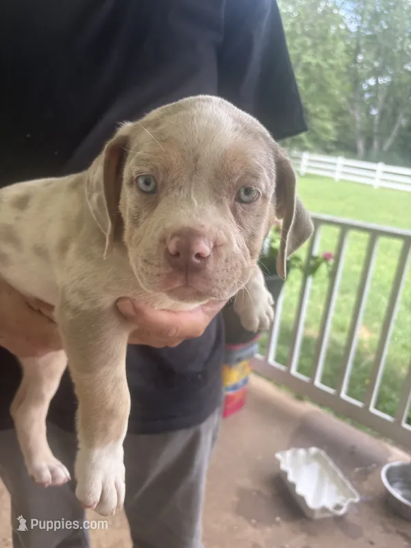 Slash – American Bully puppy for sale in Spotsylvania, VA