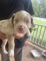 Slash, a male American Bully for sale in Spotsylvania, VA – 1 of 3
