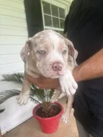 Slash, a male American Bully for sale in Spotsylvania, VA – 2 of 3