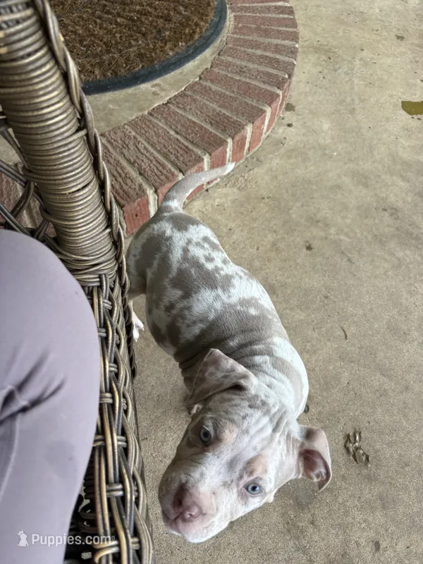 Hammer – American Bully puppy for sale in Spotsylvania, VA
