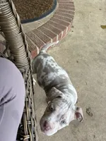 Hammer, a male American Bully for sale in Spotsylvania, VA – 1 of 2