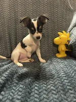 LC boy, a male Chihuahua for sale in Florida, FL – 1 of 2