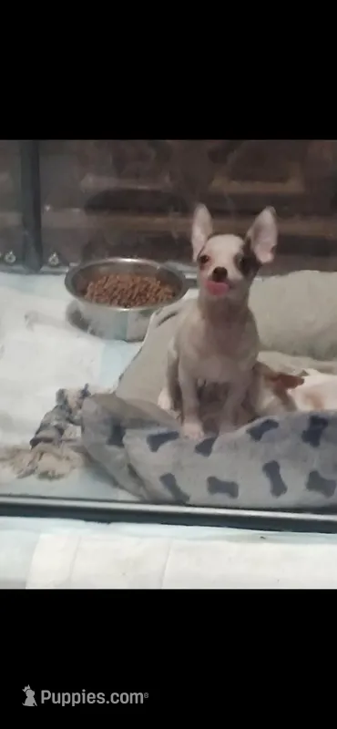 Little Boy – Chihuahua puppy for sale in Florida, FL