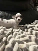 Little Boy, a male Chihuahua for sale in Florida, FL – Photo 3 of 4