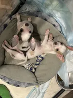 Little Boy, a male Chihuahua for sale in Florida, FL – Photo 4 of 4