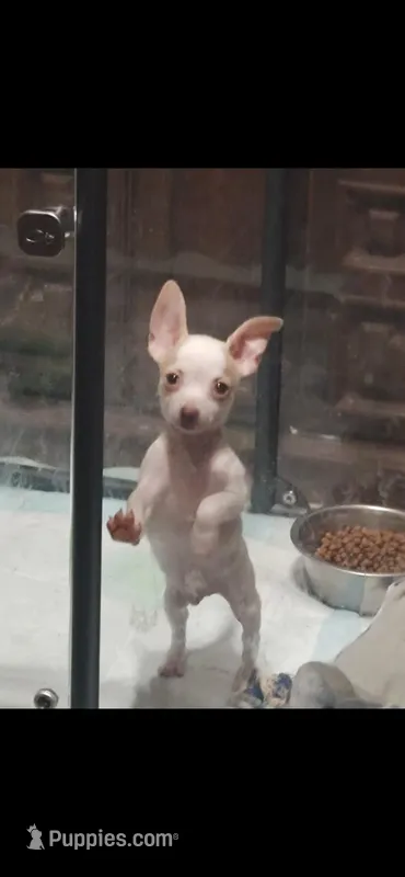 Boy – Chihuahua puppy for sale in Florida, FL