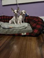 Boy, a male Chihuahua for sale in Florida, FL – 5 of 5