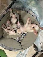 Boy, a male Chihuahua for sale in Florida, FL – Photo 2 of 3