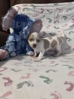 Pretty Girl, a female Chihuahua for sale in Florida, FL – Photo 3 of 3