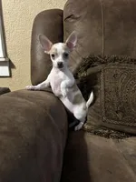 Pretty Girl, a female Chihuahua for sale in Florida, FL – Photo 2 of 3