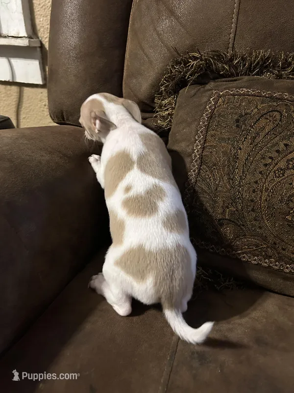 Pretty Girl – Chihuahua puppy for sale in Florida, FL