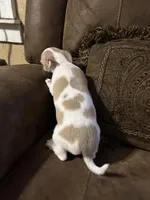 Pretty Girl, a female Chihuahua for sale in Florida, FL – Photo 1 of 3