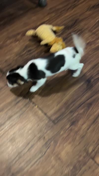 LC female, a female Chihuahua for sale in Saint Petersburg, FL – 3 of 3