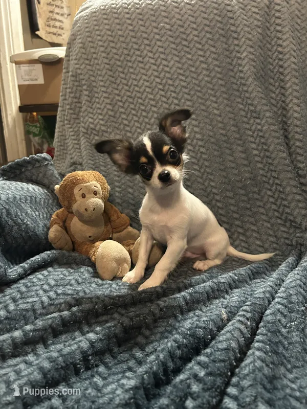 LC tiny  – Chihuahua puppy for sale in Florida, FL