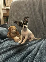 LC tiny , a male Chihuahua for sale in Florida, FL – 1 of 2