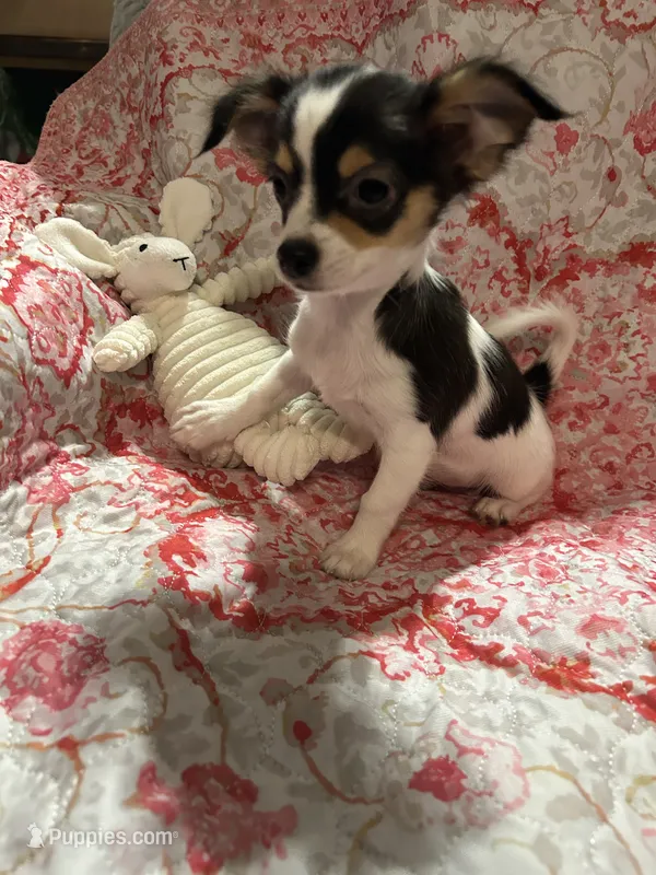 LC female – Chihuahua puppy for sale in Florida, FL