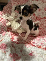 LC female, a female Chihuahua for sale in Florida, FL – 1 of 1