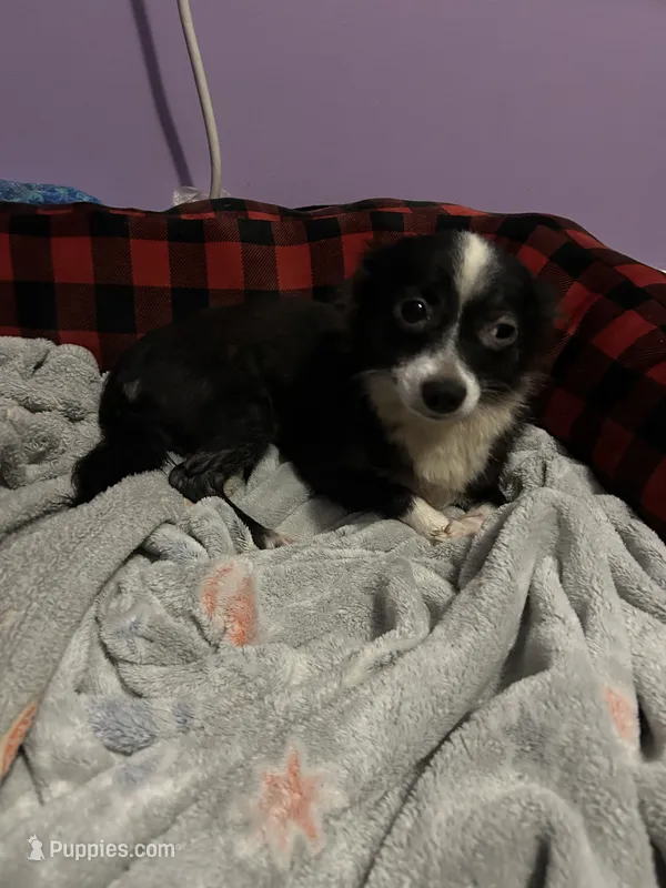 Sky – Chihuahua puppy for sale in Florida, FL