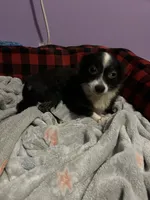Sky, a female Chihuahua for sale in Florida, FL – 1 of 3