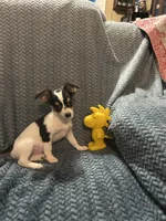 LC boy, a male Chihuahua for sale in Florida, FL – 2 of 2