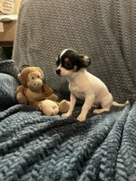LC tiny , a male Chihuahua for sale in Florida, FL – 2 of 2