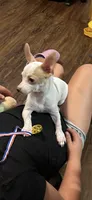 Boy, a male Chihuahua for sale in Florida, FL – 6 of 6