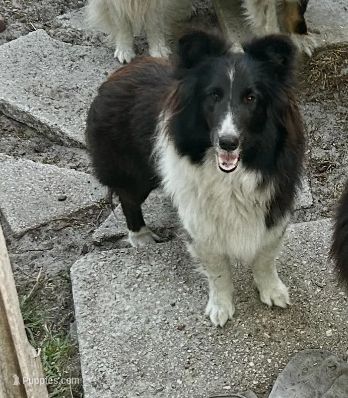 Zelda – Shetland Sheepdog puppy for sale in Florida, FL