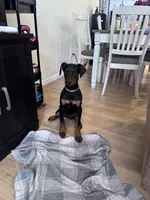 Trixie, a female Doberman Pinscher for sale in Fairbanks, IN – Photo 1 of 8